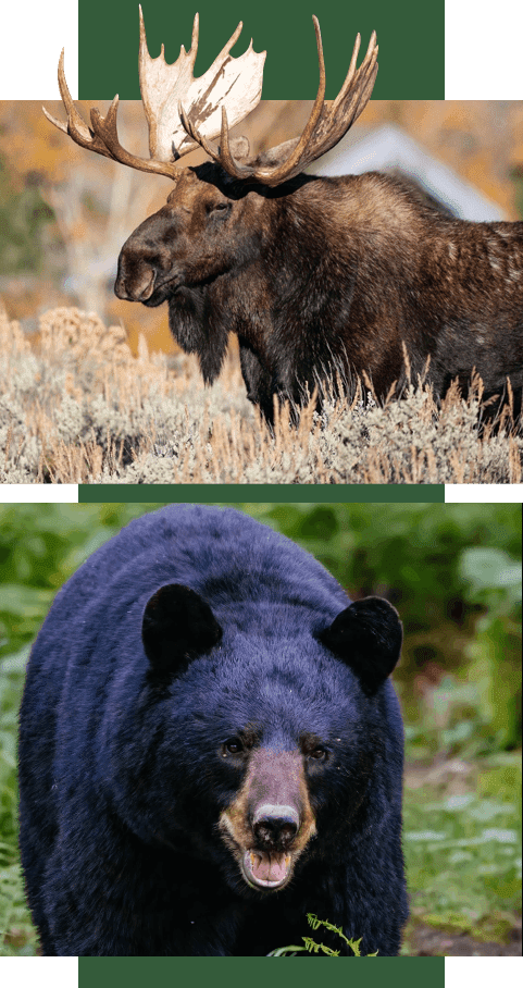 A bear is looking at the camera while another bear looks on.