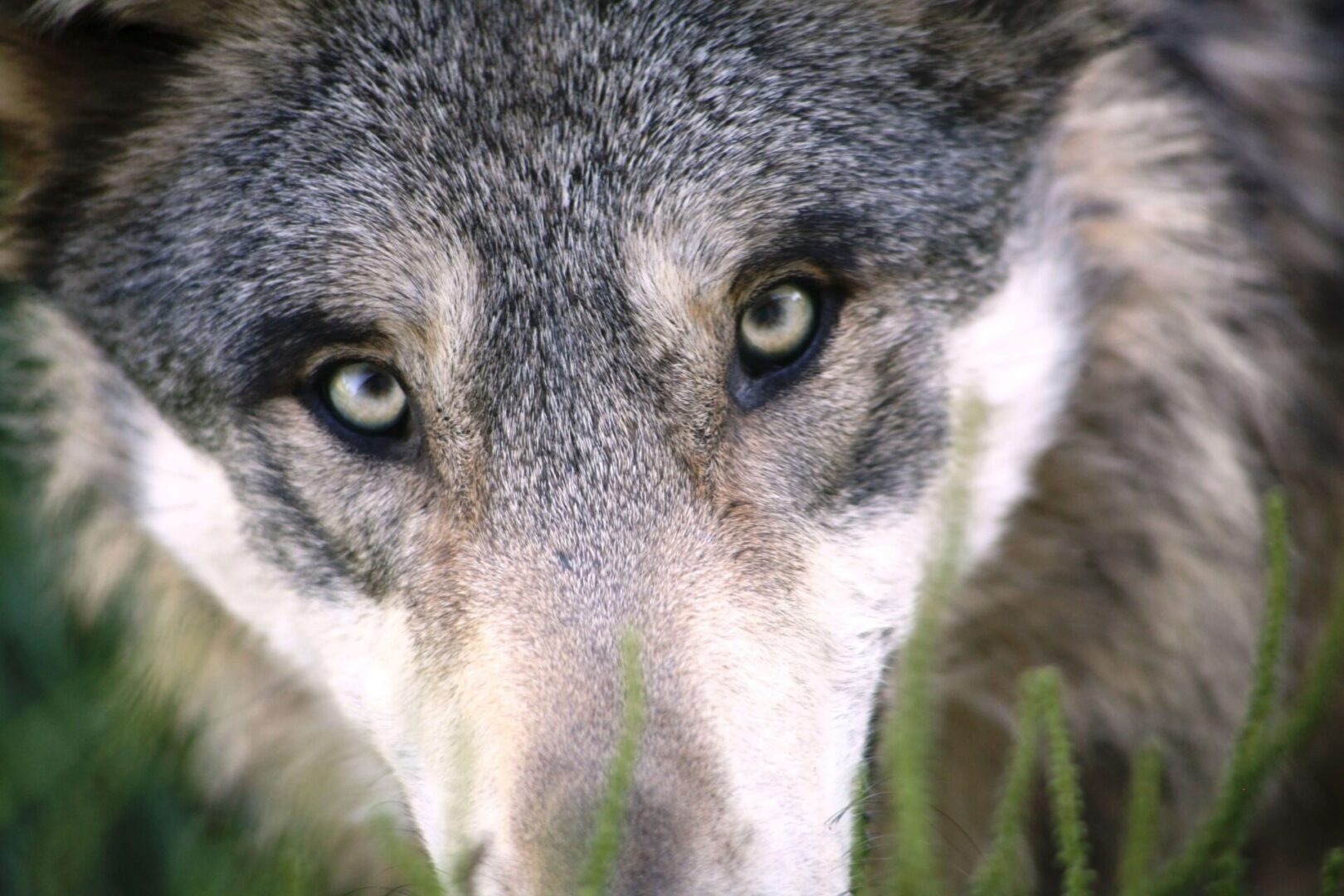 A close up of the eyes and nose of a wolf.